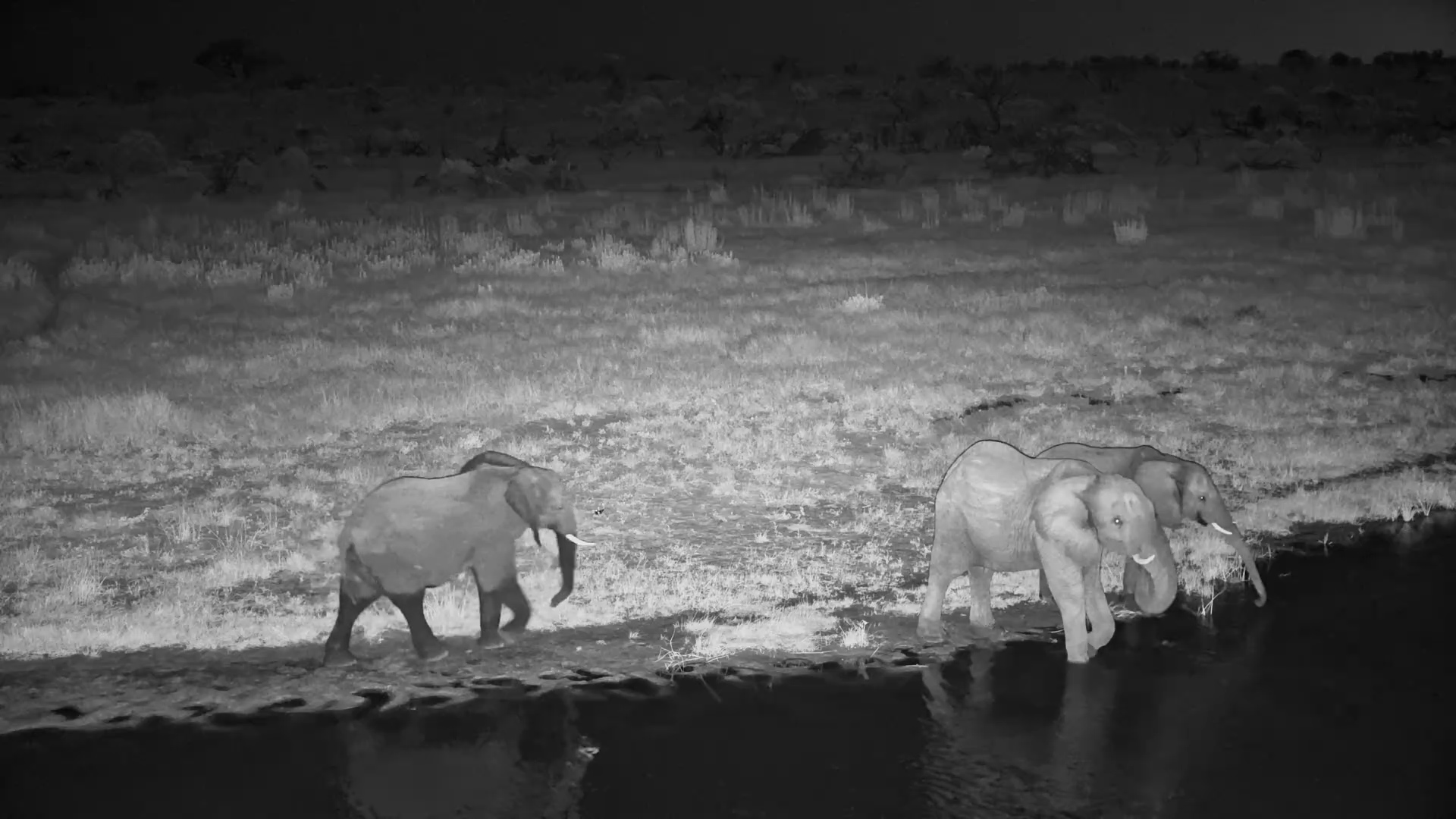 Elephants Hang Out at Moela After Dark