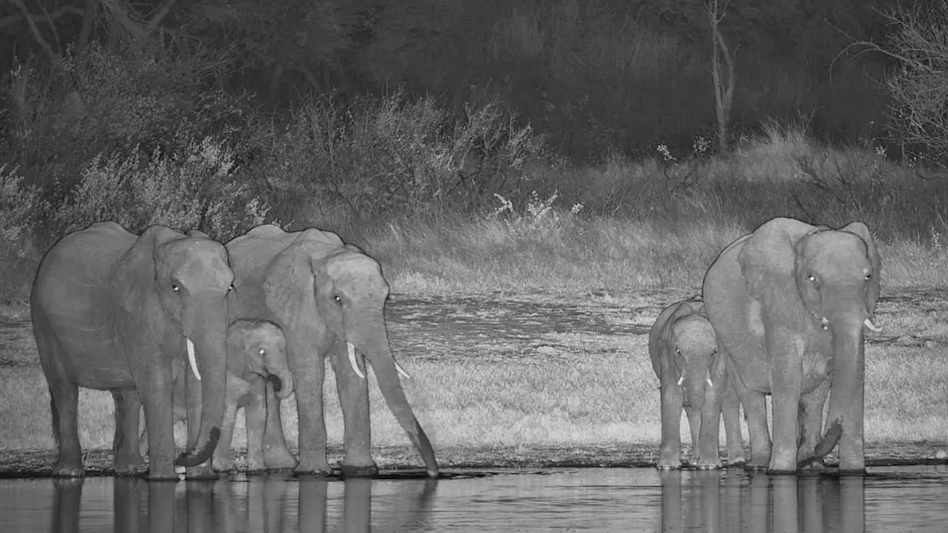 Elephants Gather for a Quiet Night Drink