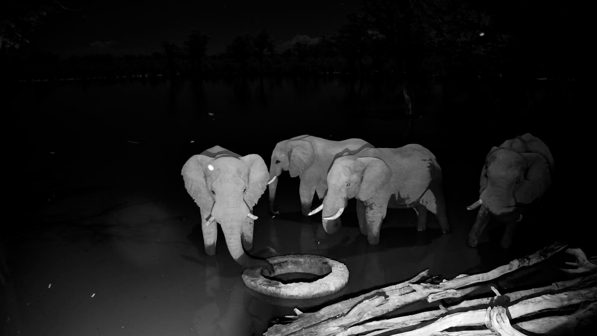 Night Gathering at the Well