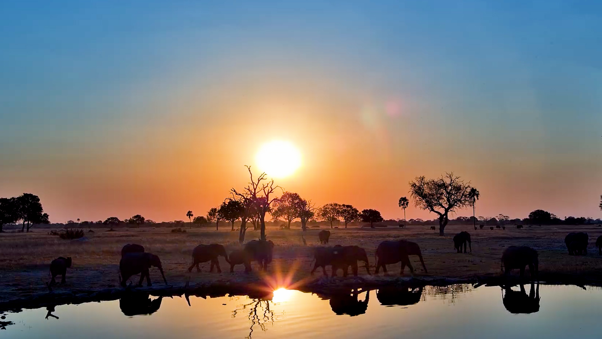 The Most Beautiful Elephant Sunset You'll See Today