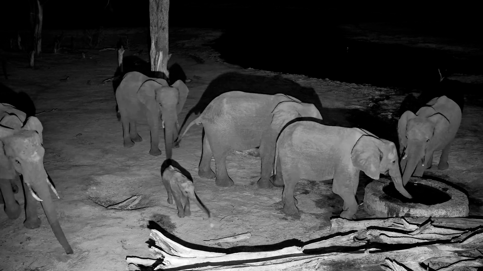 Elephants Drink at Night