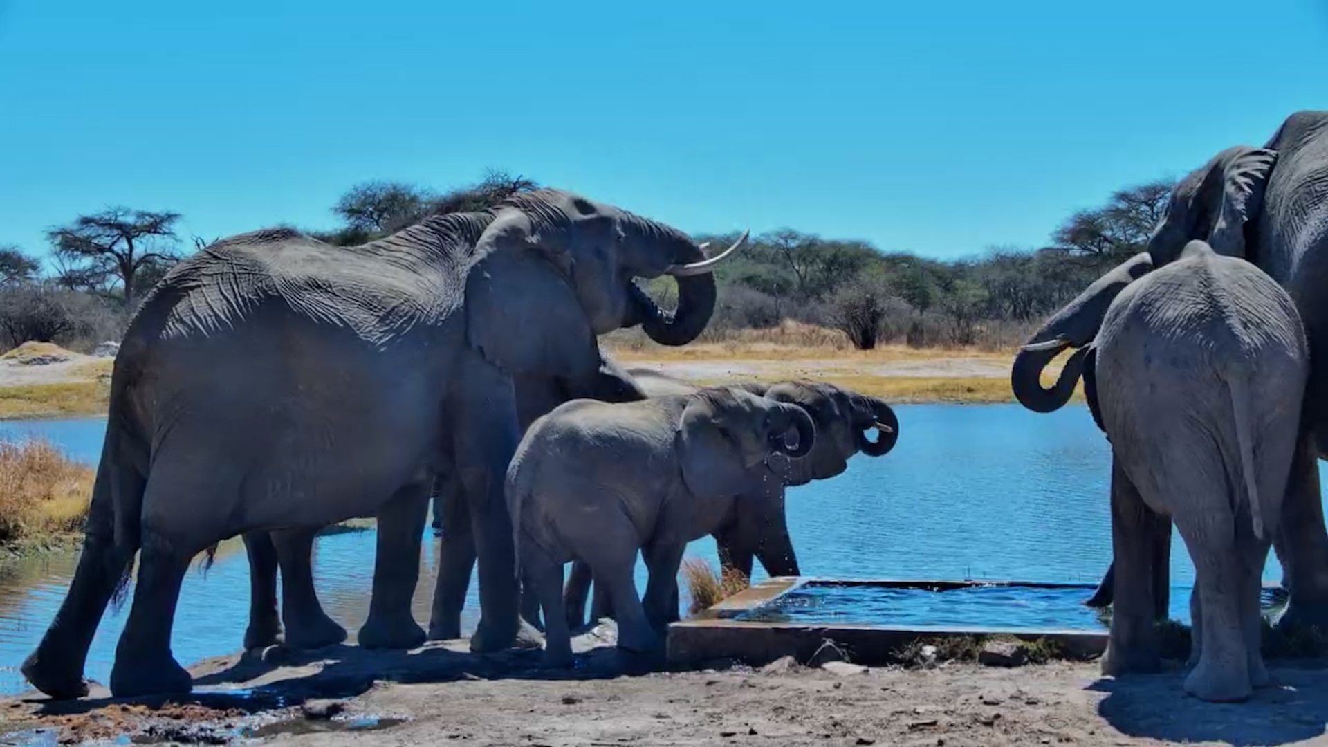Thirsty Elephants Cool Off at The Hide