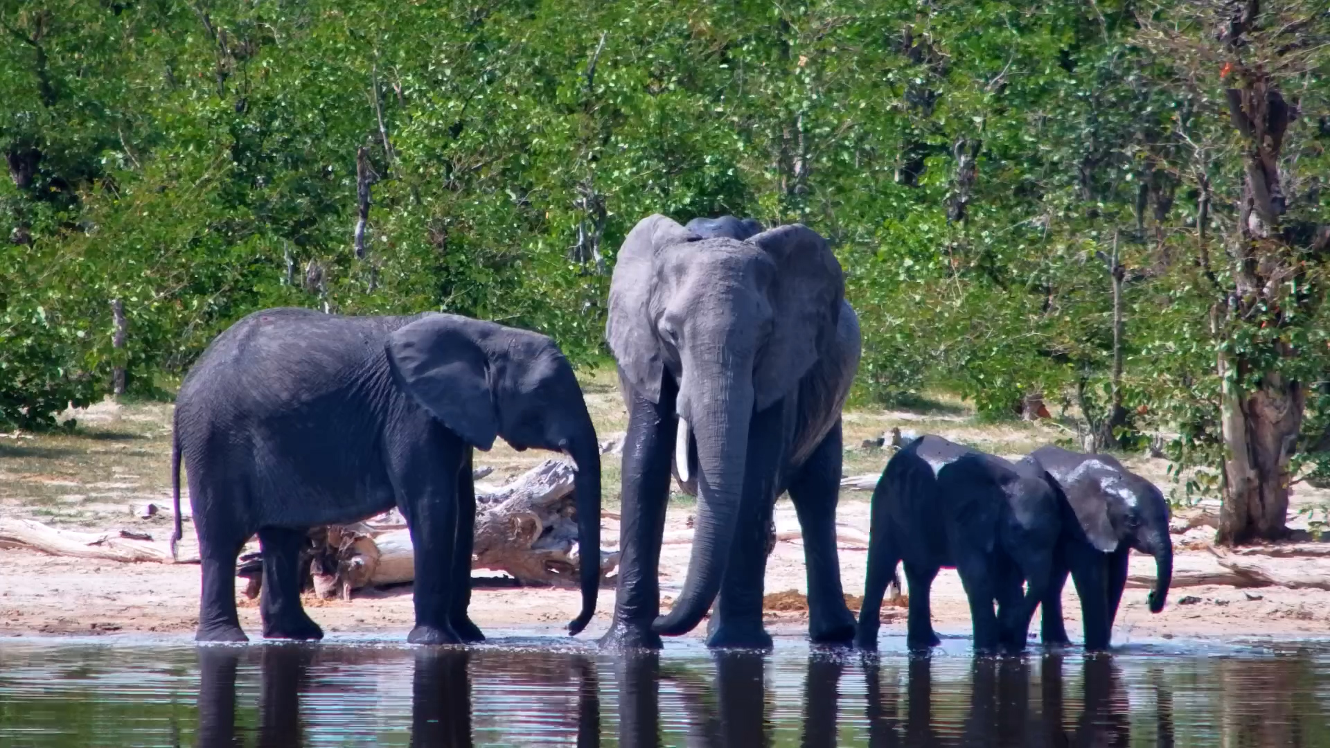Across the Pan: Elephant Herd Gathers in the Wild