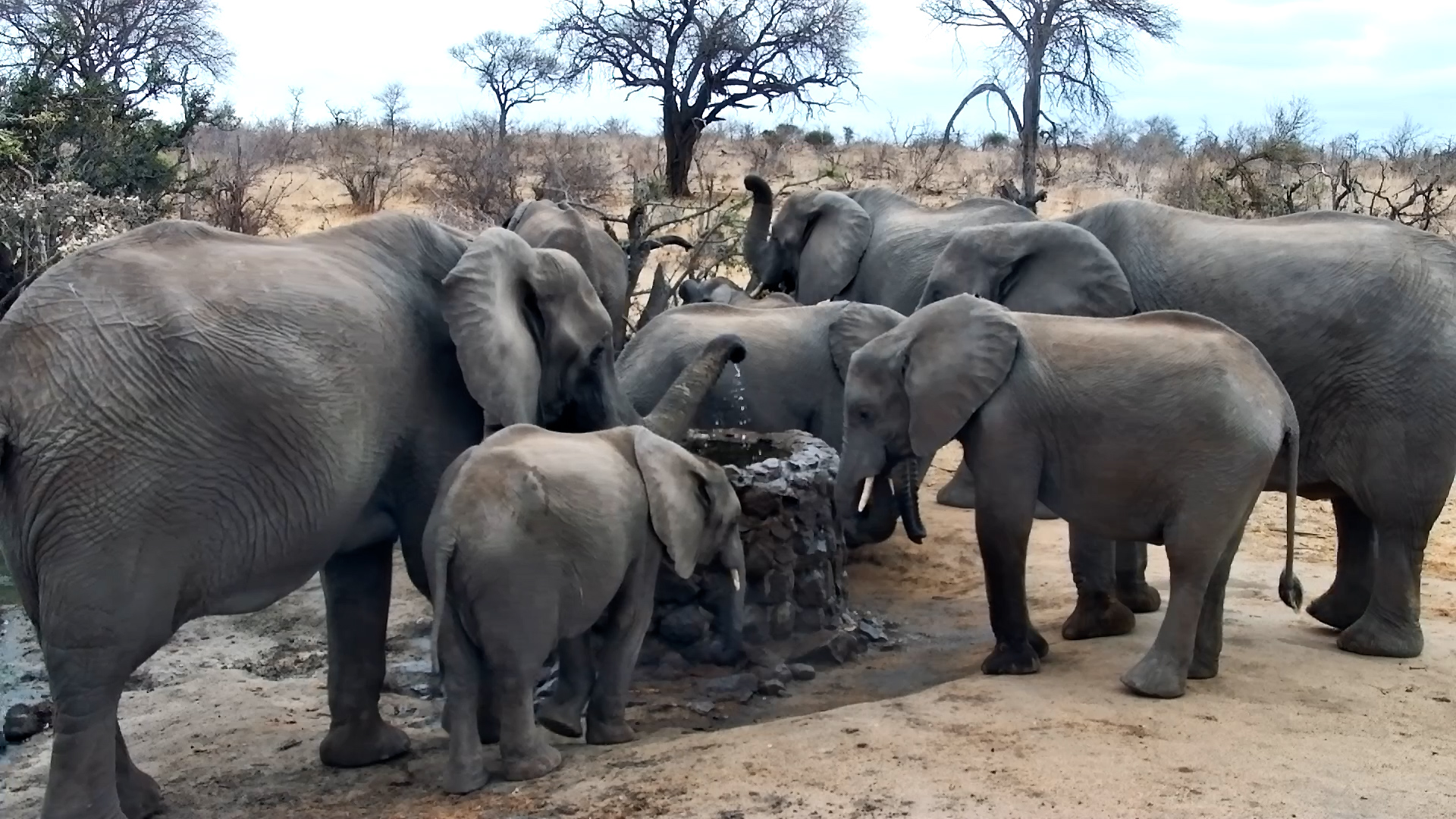 Elephant Herd Drinks Together & Calf Stays Close to Mum