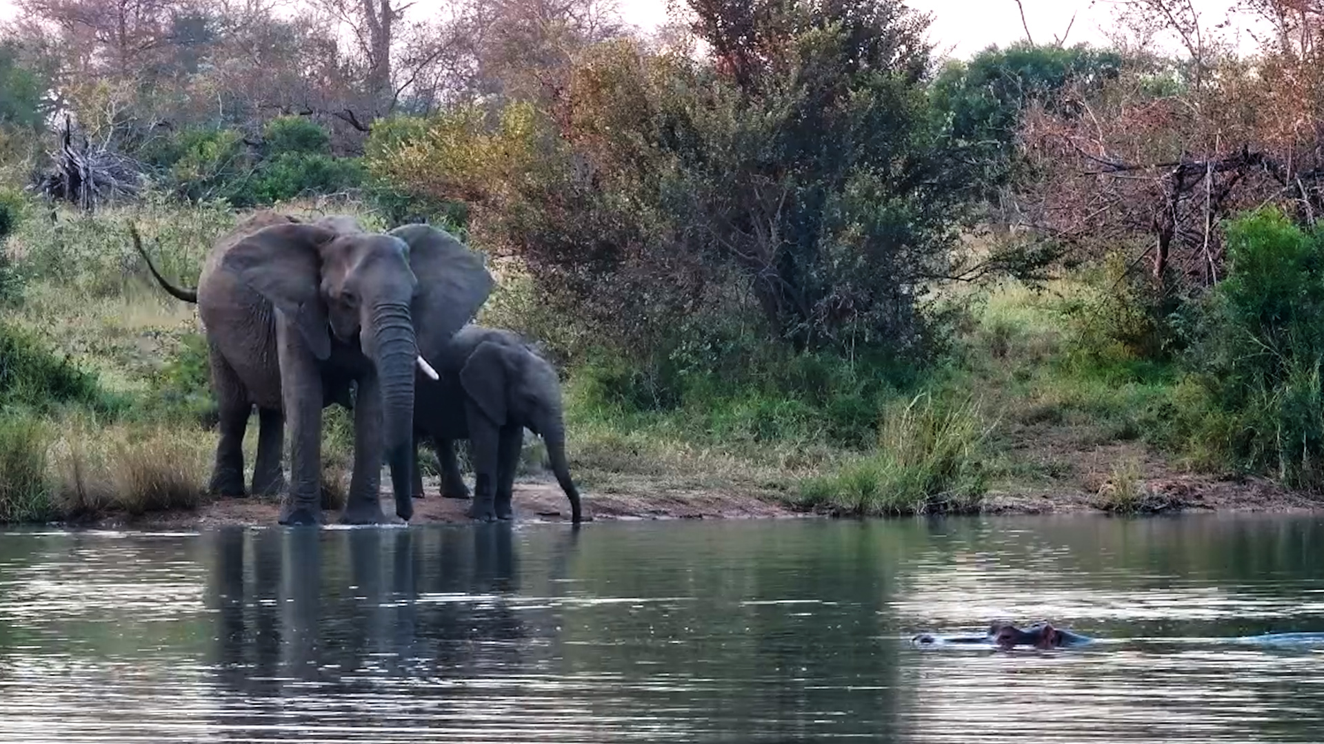 Hippos Rested as the Elephants Arrived for a Drink