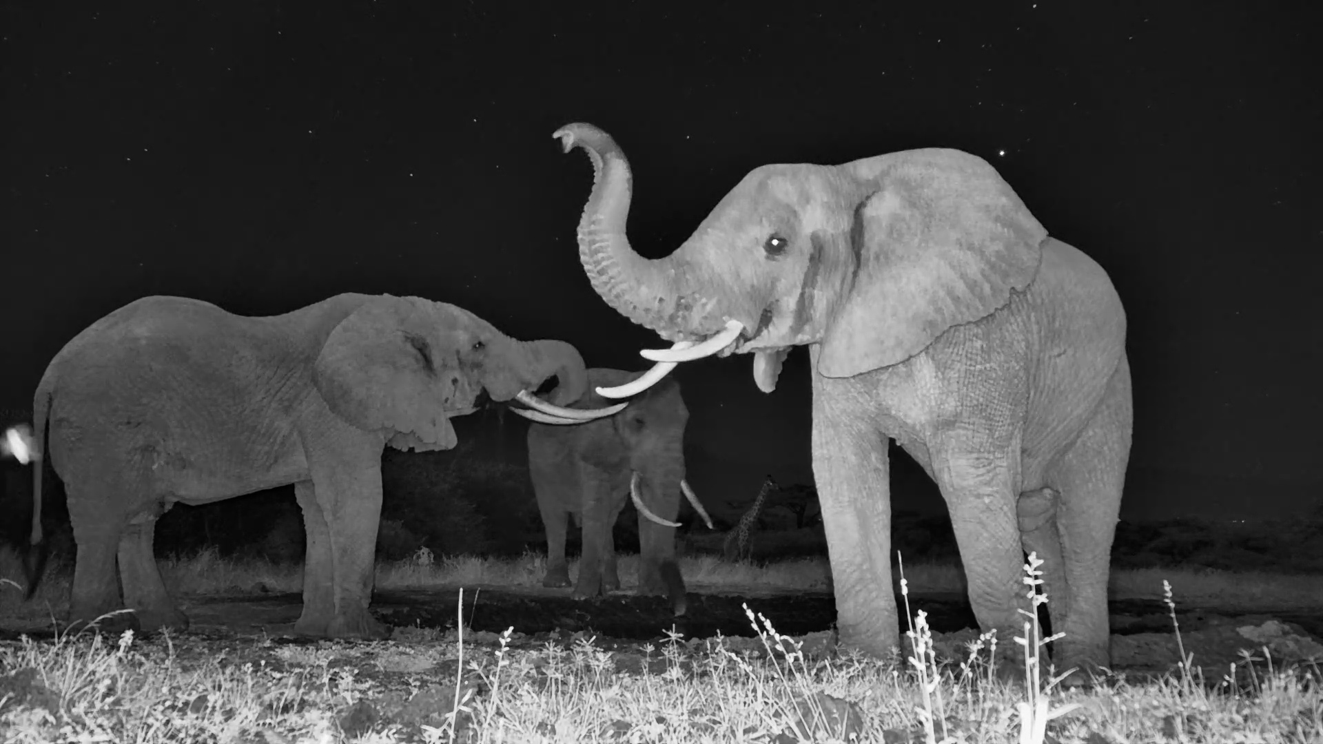 One Elephant Came Very Close to the Camera at Night