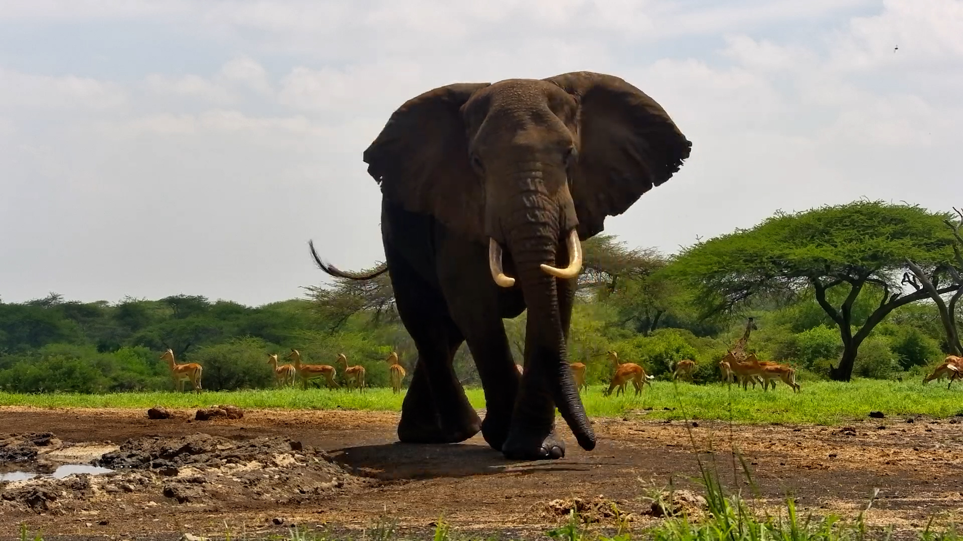 Elephant Enjoys a Waterhole Moment at ol Donyo