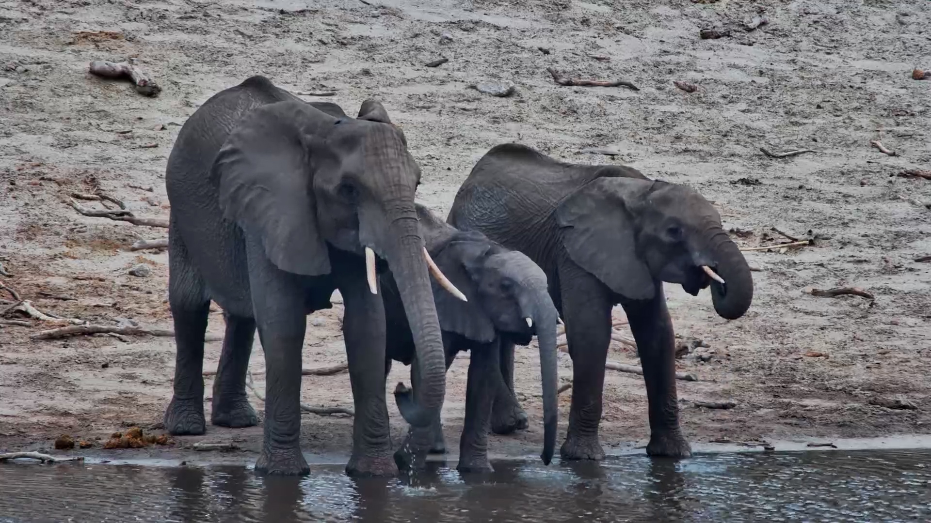 Elephants Drink at Camelthorn Waterhole