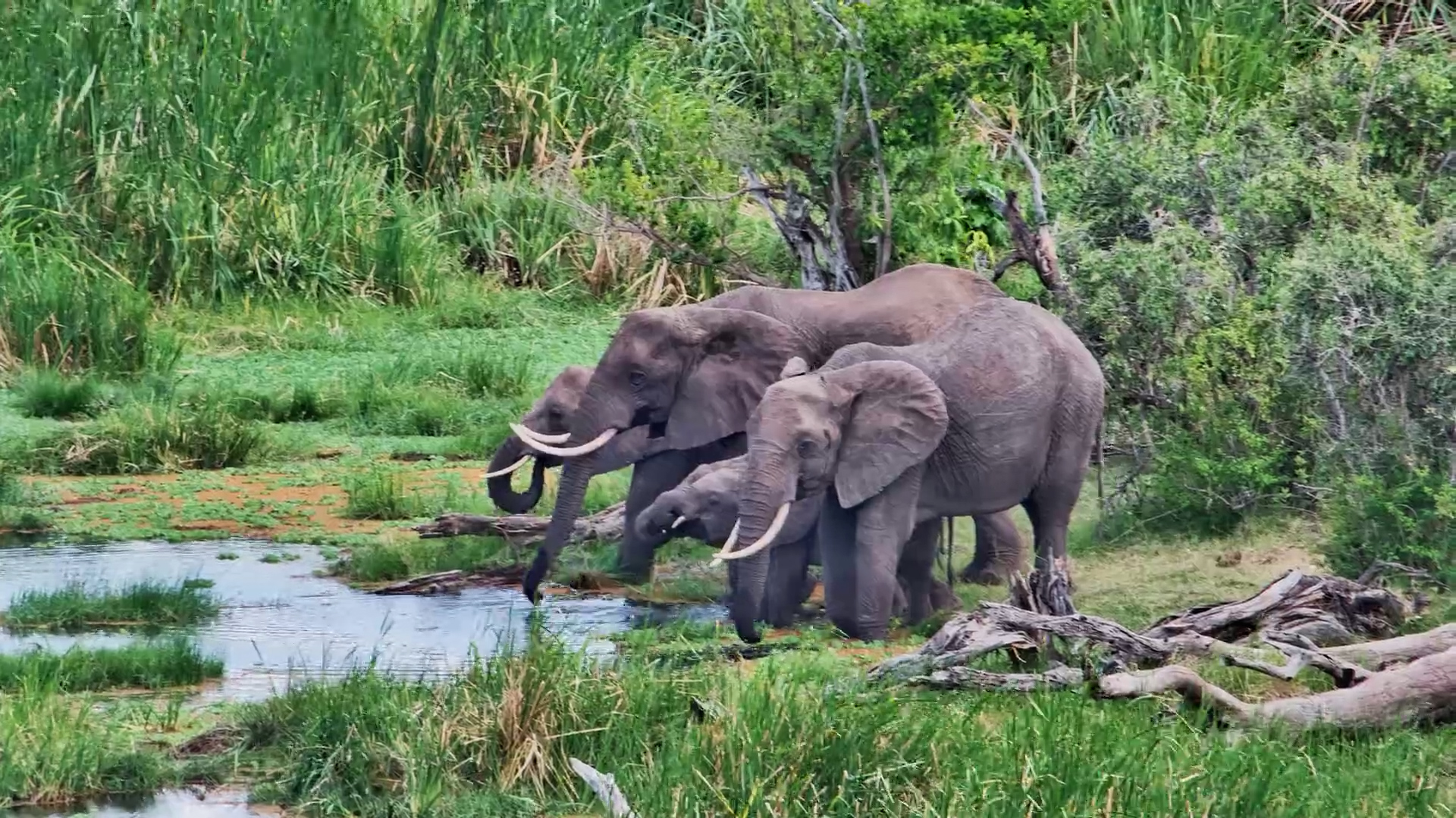 Elephants Enjoy a Drink at Finch Hattons