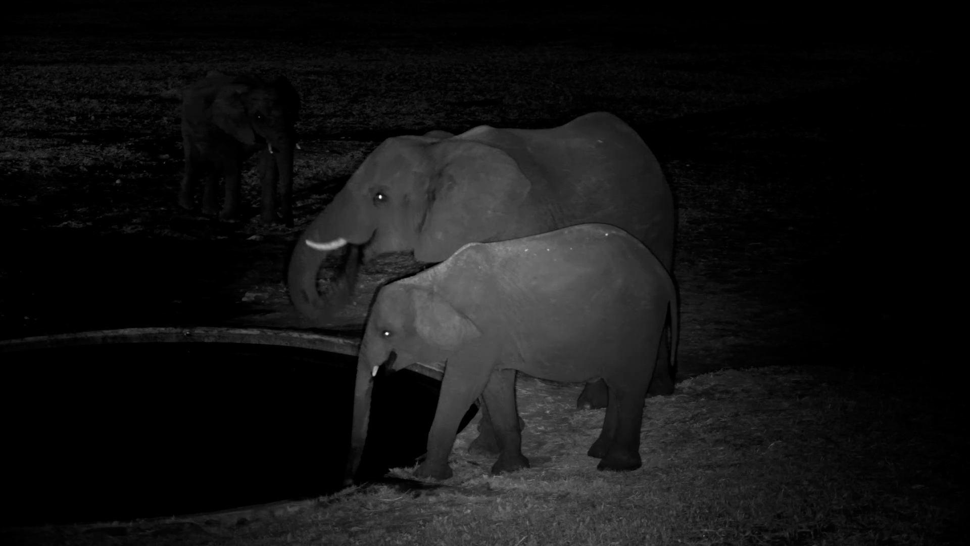Elephants Gather for an Evening Drink