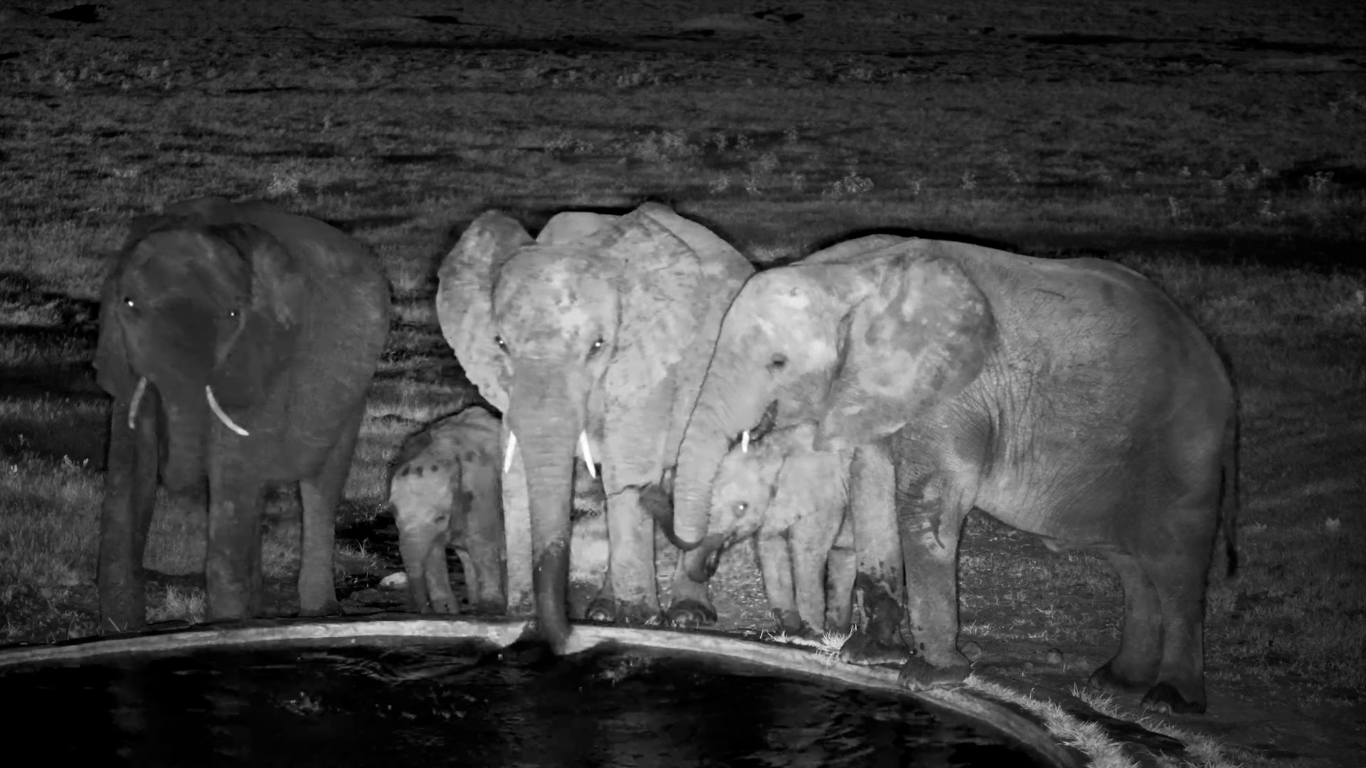 Family Time: Elephant Herd Drinks with Cute Calves