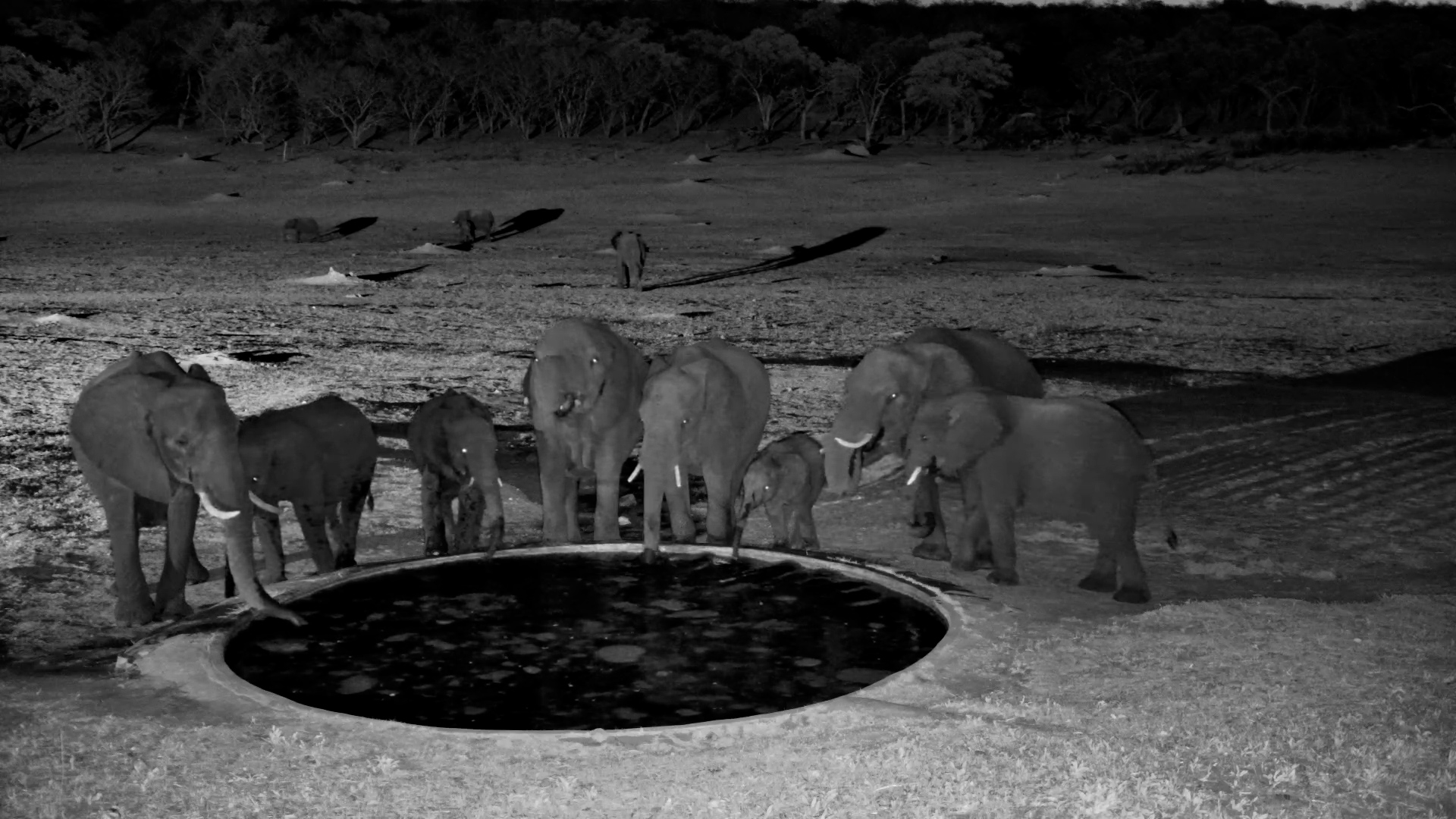 Elephants Drink in the Night at Hwange
