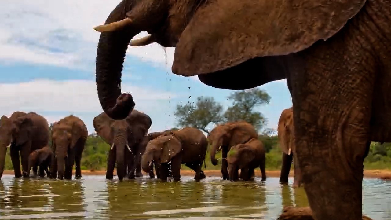 Playful Elephant Calf Steals the Show at Kings Camp