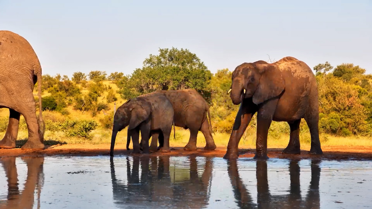 Elephant Herd Quenches Thirst