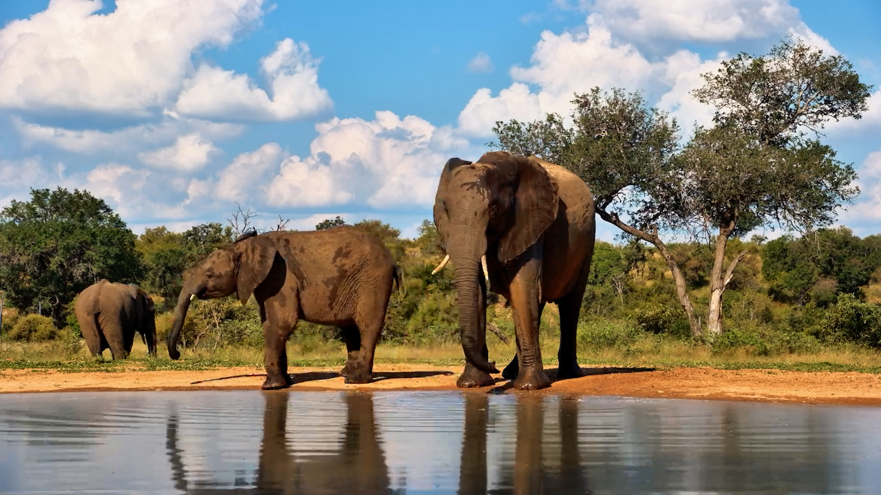 Feeding & Drinking in the Afternoon Light