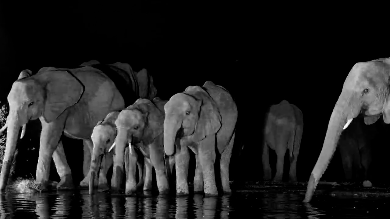 Elephant Family Arrives for Nightly Drink at Kings Camp
