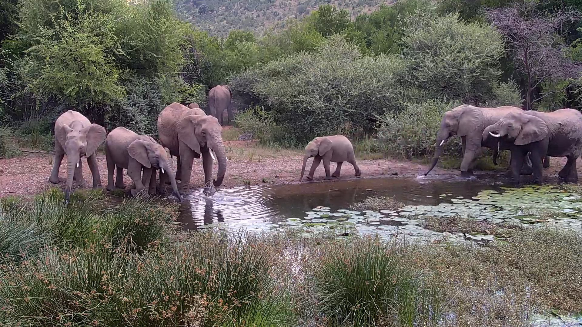 Morning Waterhole Vibes