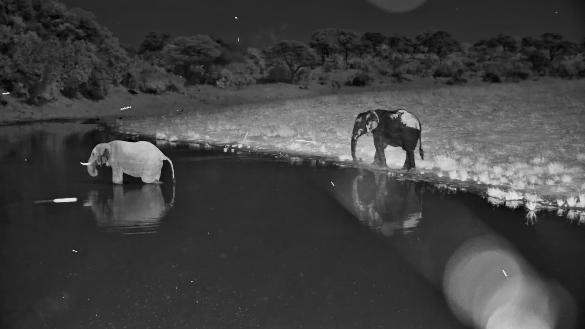 The Secret Life of the Boteti Giants