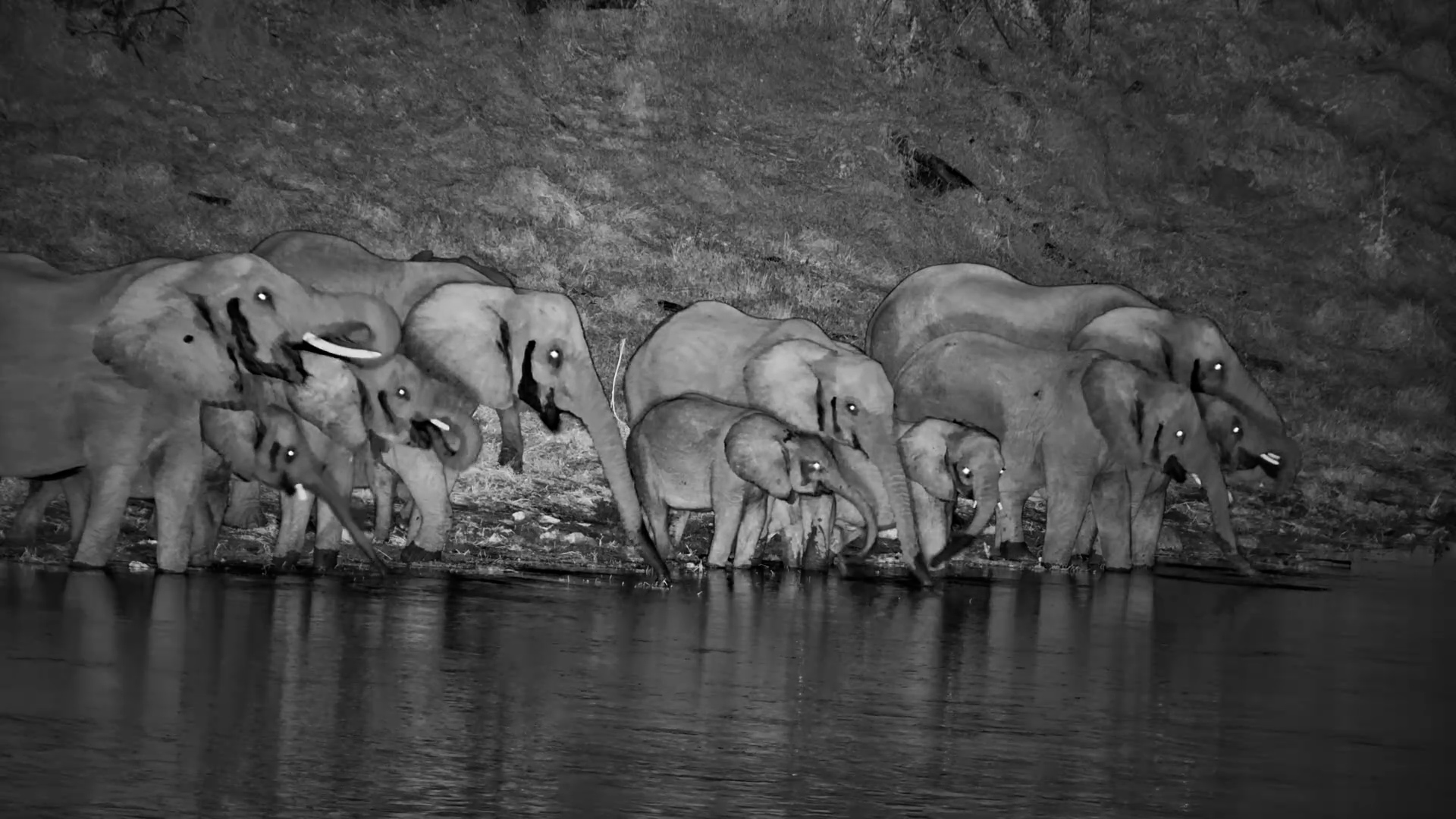 Elephants Drinking at Night