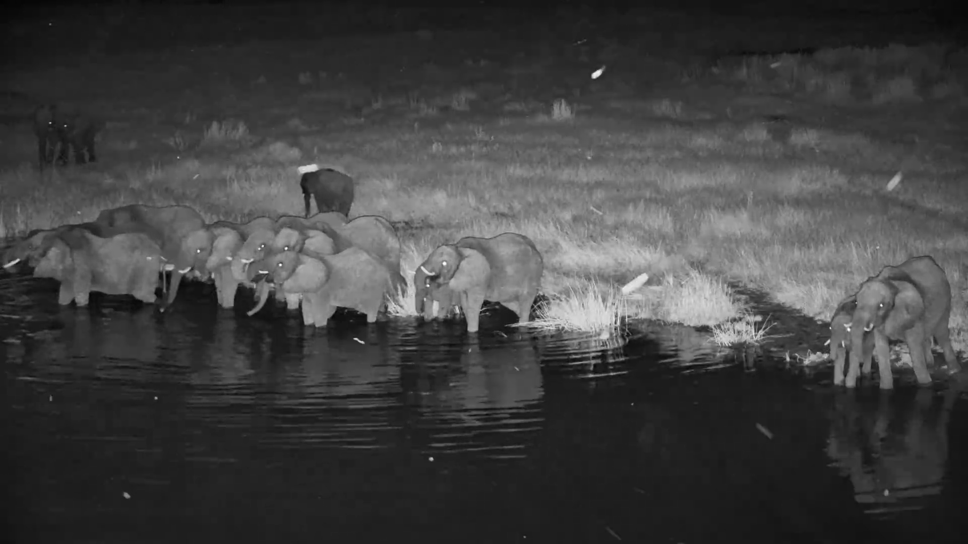 Elephants Drink at Moela Waterhole