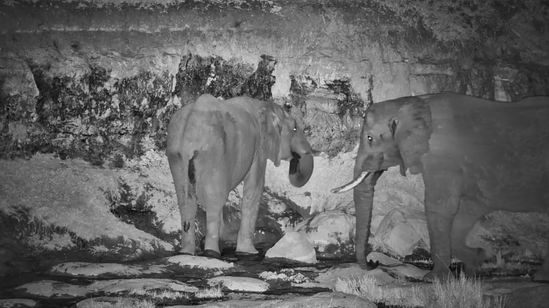 This Natural Spring Keeps the Elephants Coming Back