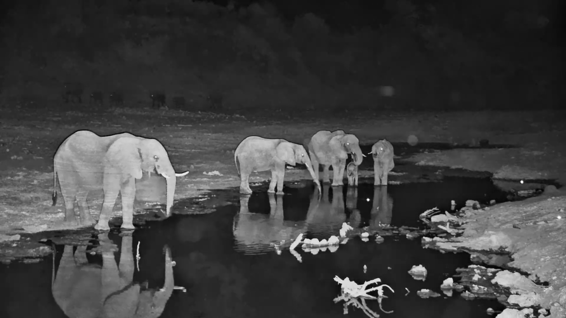Elephant Herd Drinks in the Dark at Meno a Kwena