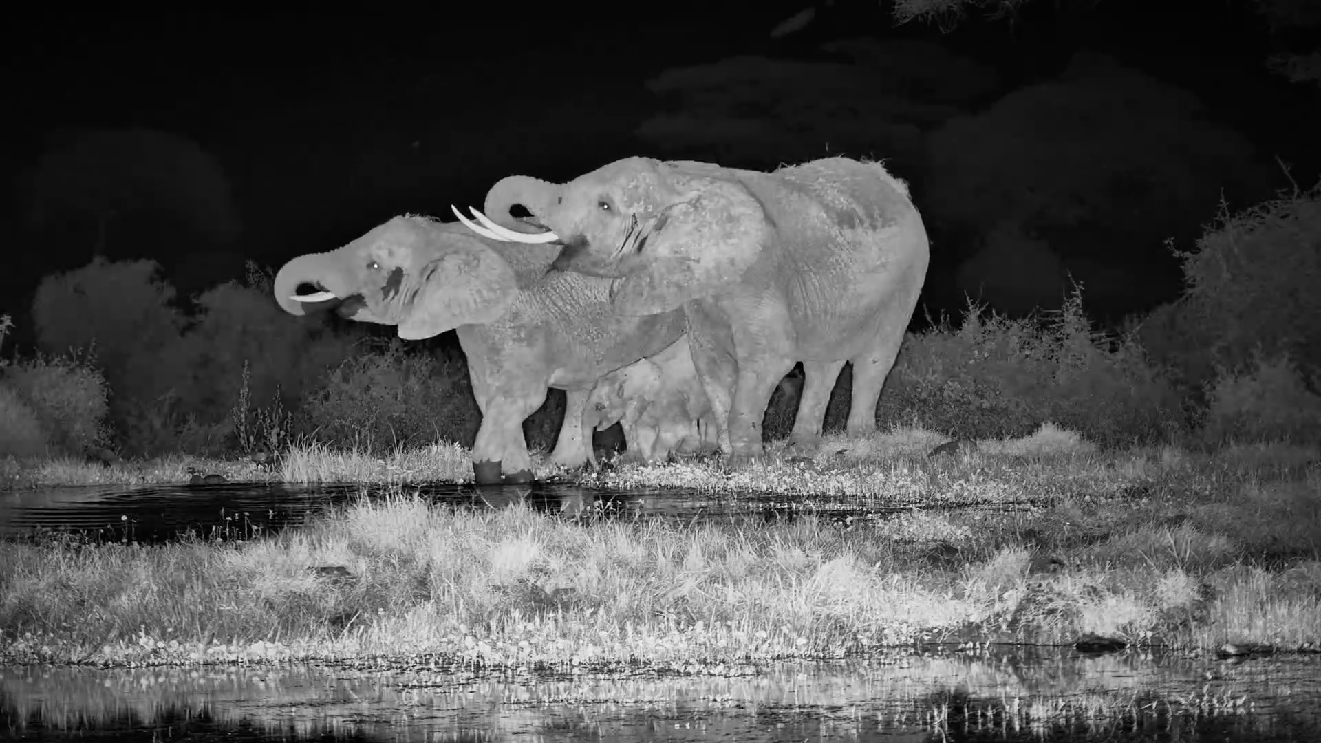 Elephant Families Drinking Together