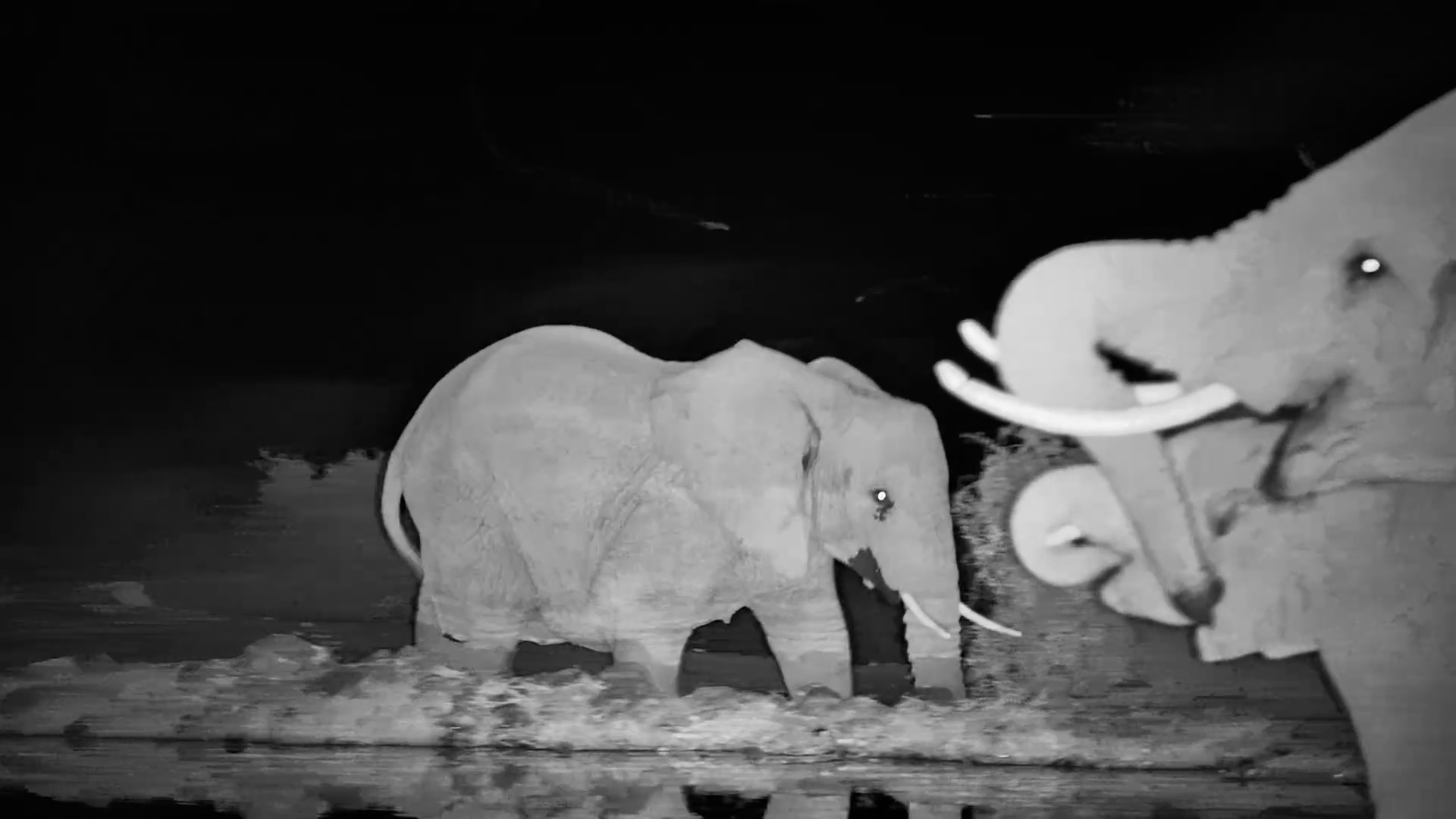 A Mother Elephant & Her Calf Quench Thirst in the Dark