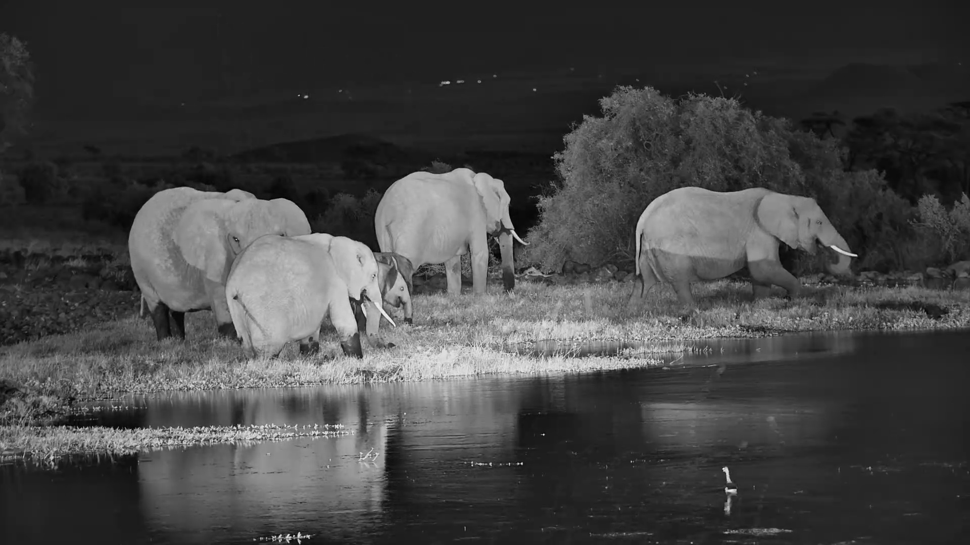 Elephants Enjoy a Peaceful Night at Tortilis