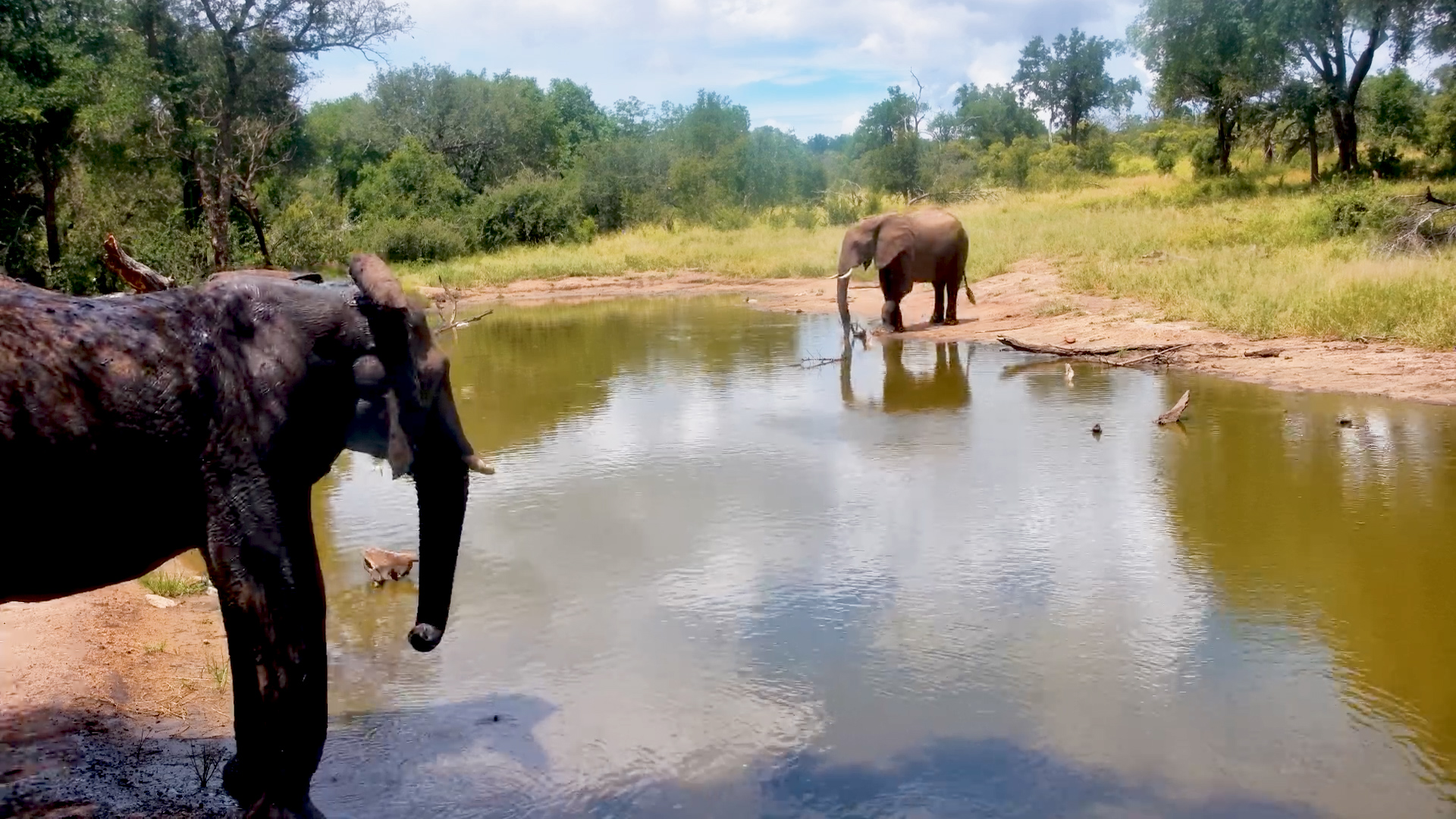 Wild Elephants Quenching Thirst at the Waterhole