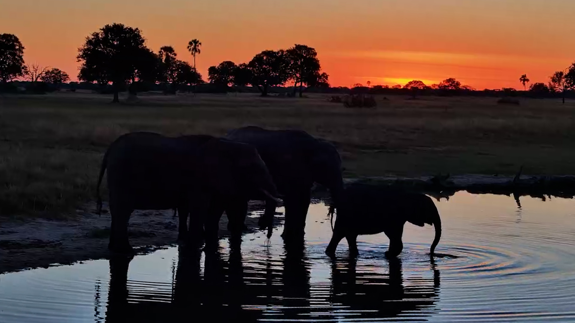 Sundowners With Elephants