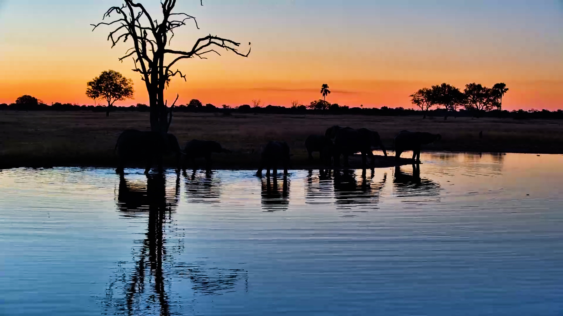 Elephants Enjoy the Ultimate Sundowner