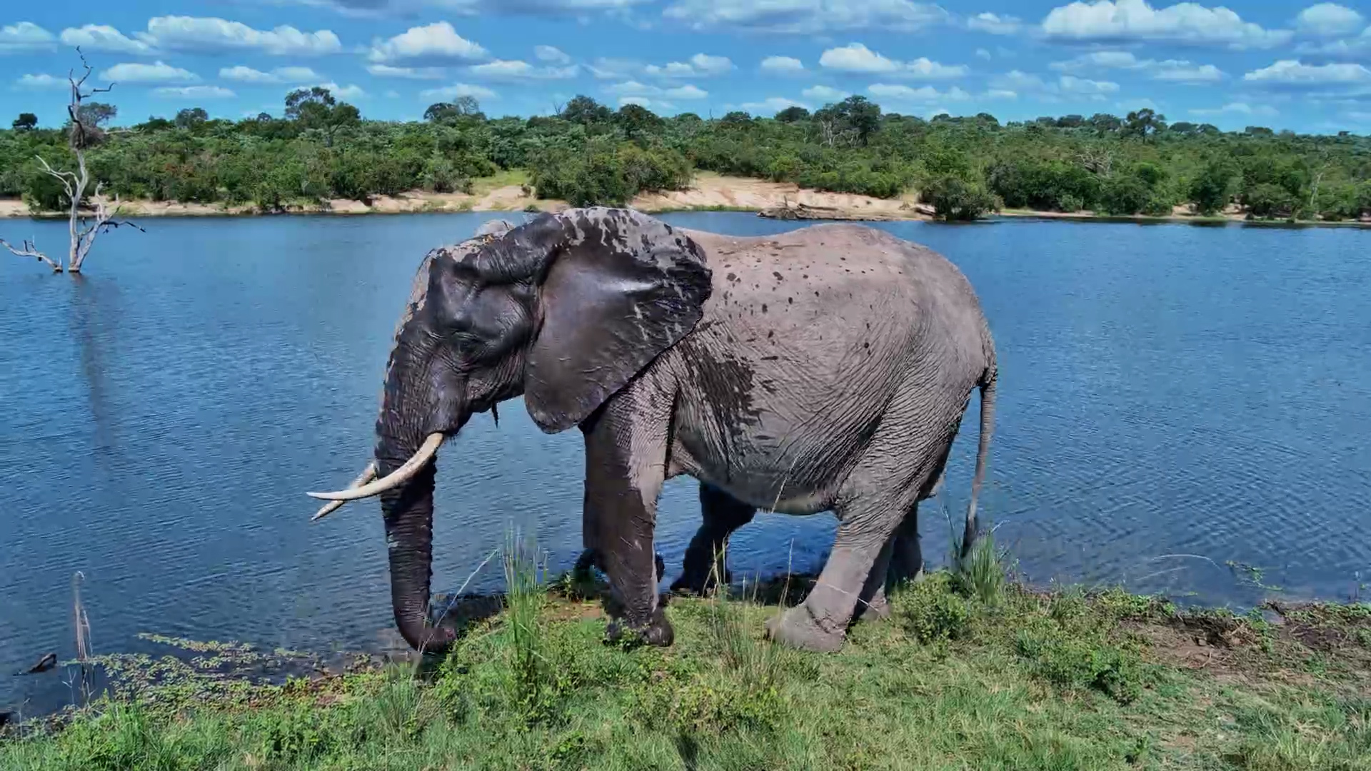 Elephants Drink Right in Front of the Camera