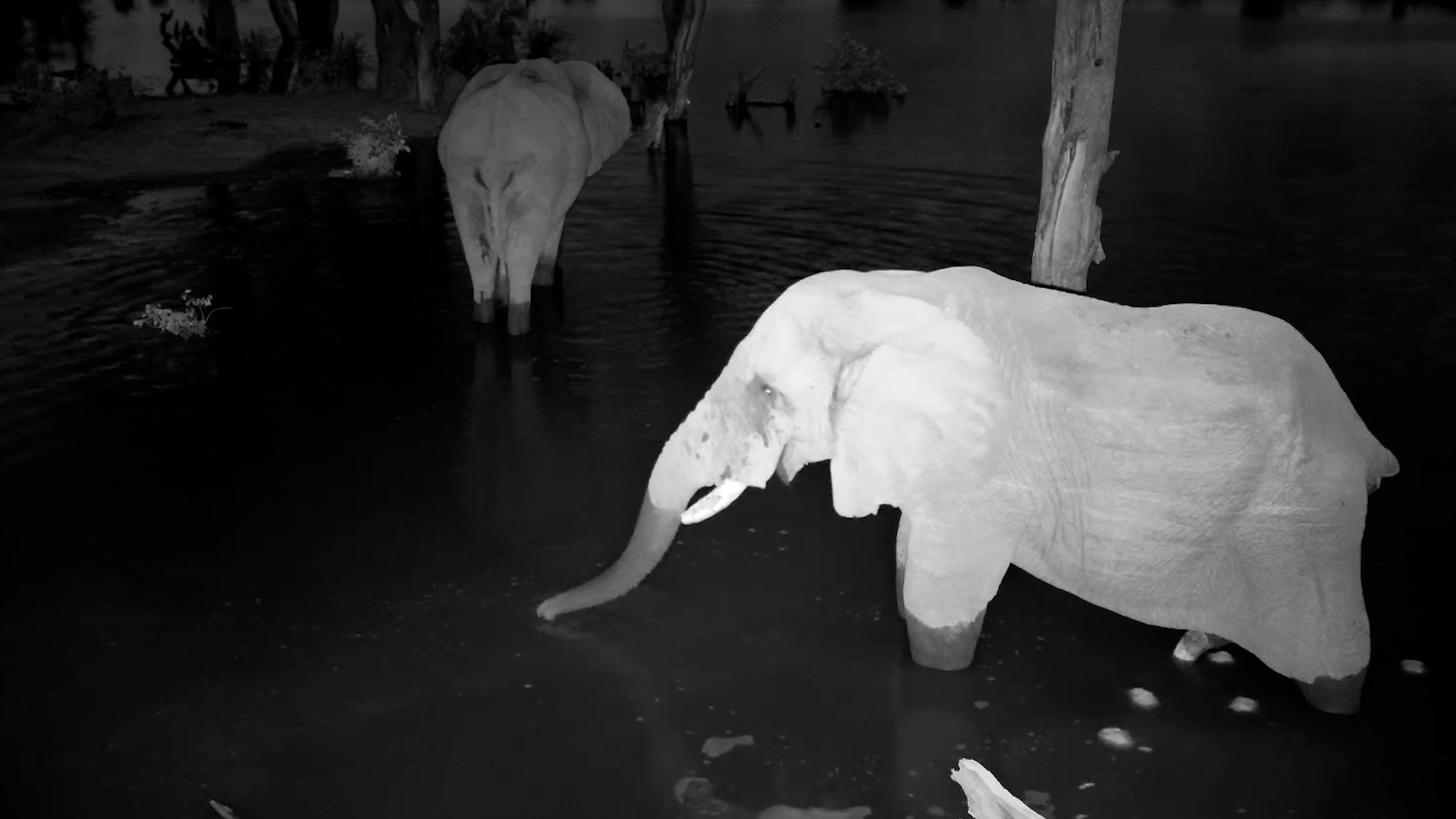 Two Elephants Quench Their Thirst