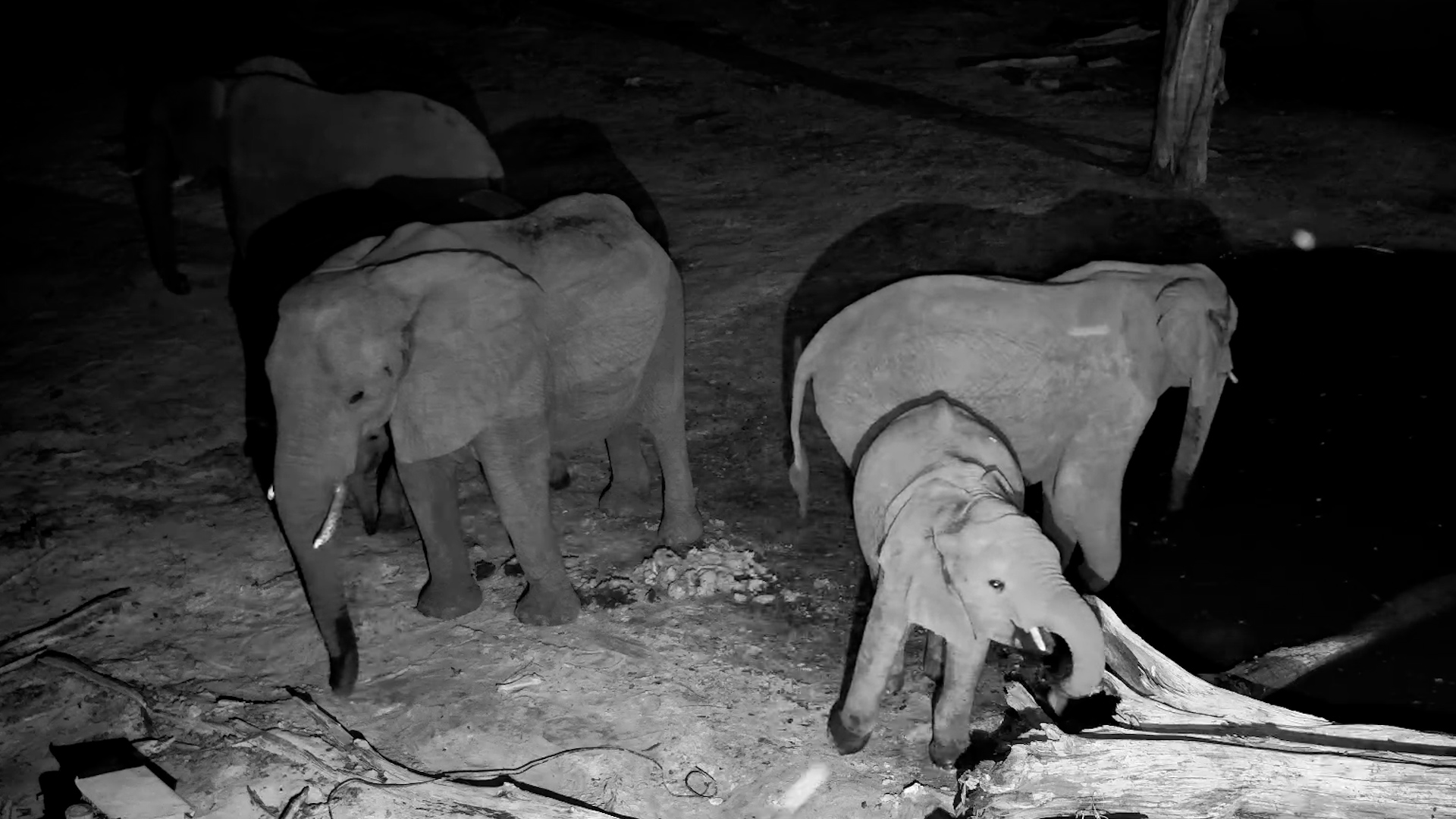 Elephant Snack Hunt After Dark