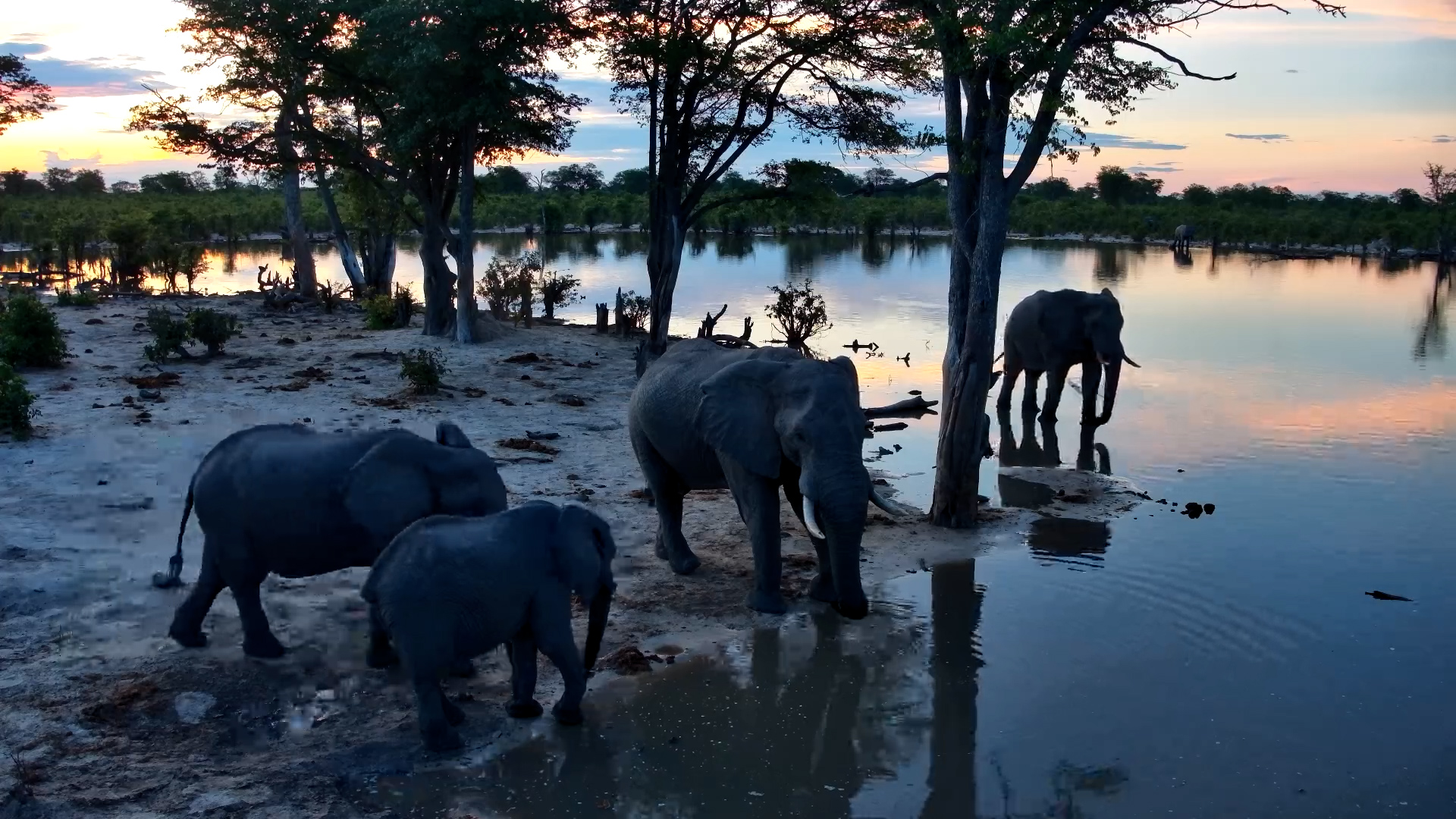 When the Sun Sets and the Elephants Come In