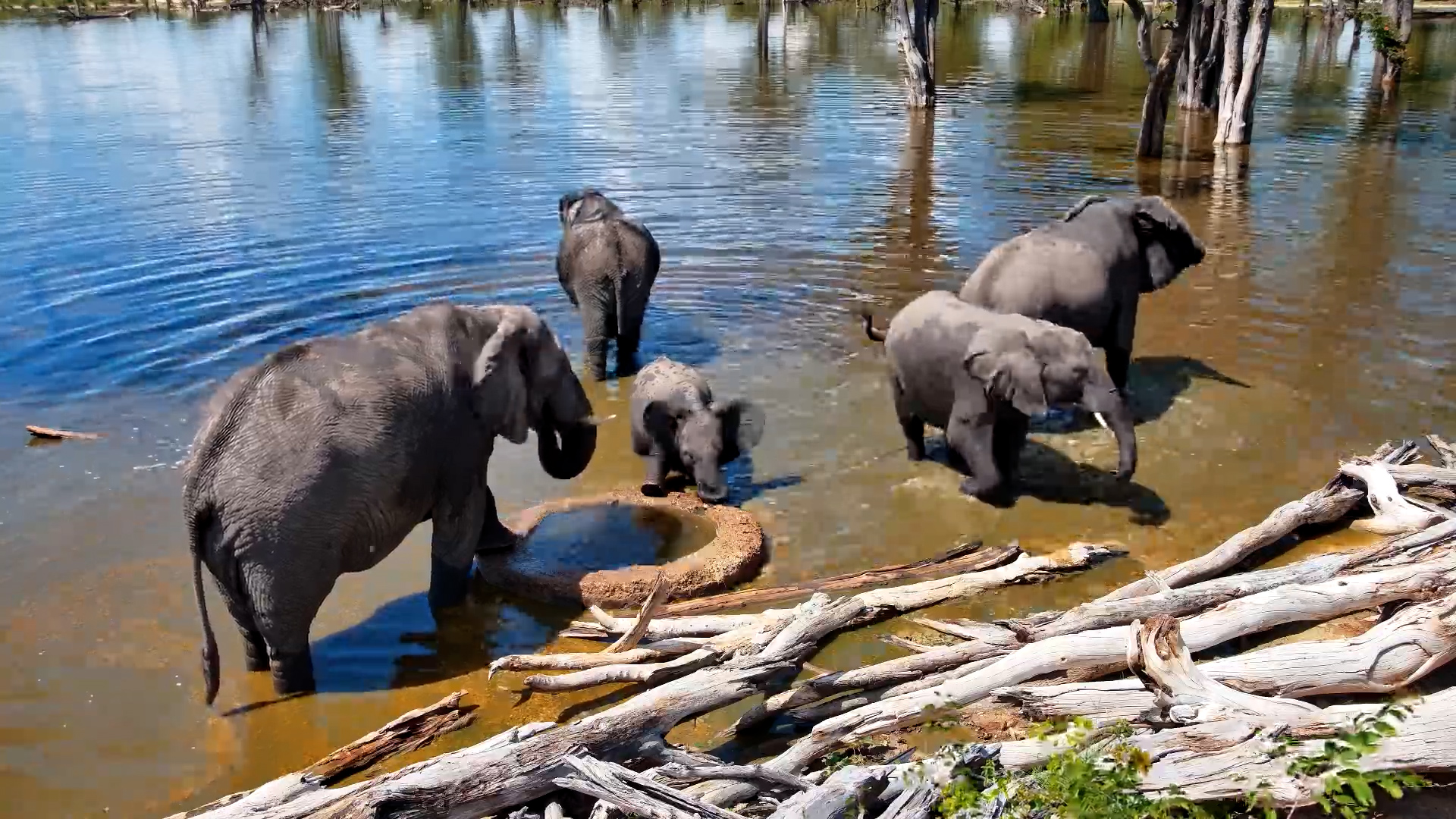Quenching Thirst: Elephants at the Well