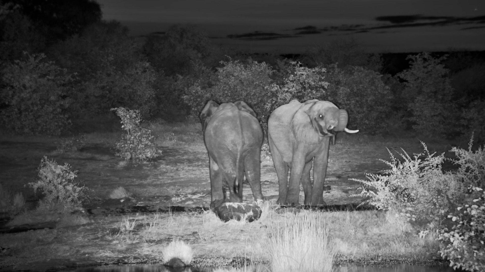 Late-Night Drinking Session at the Waterhole