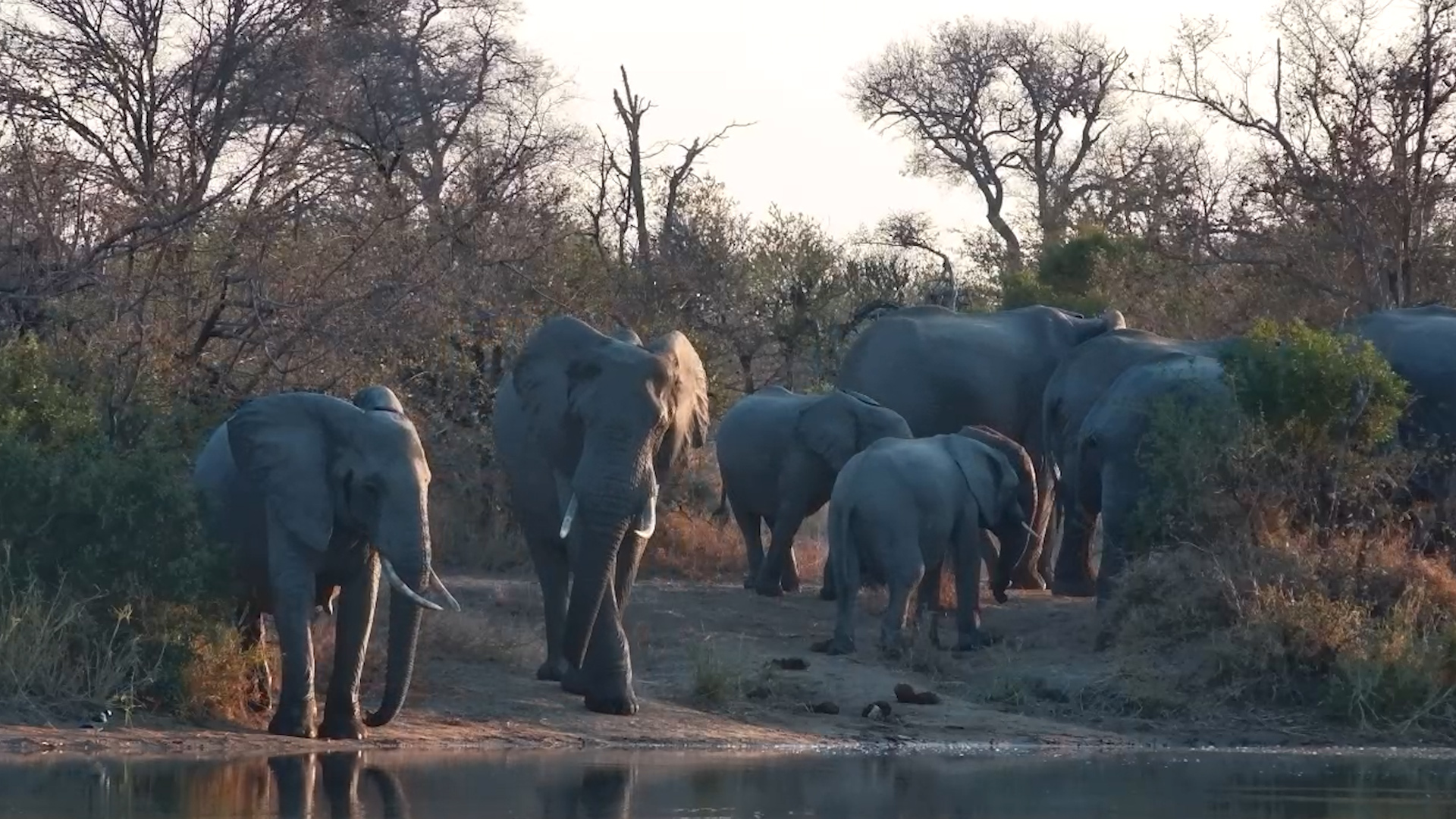 The Waterhole Wakes Up With Elephants