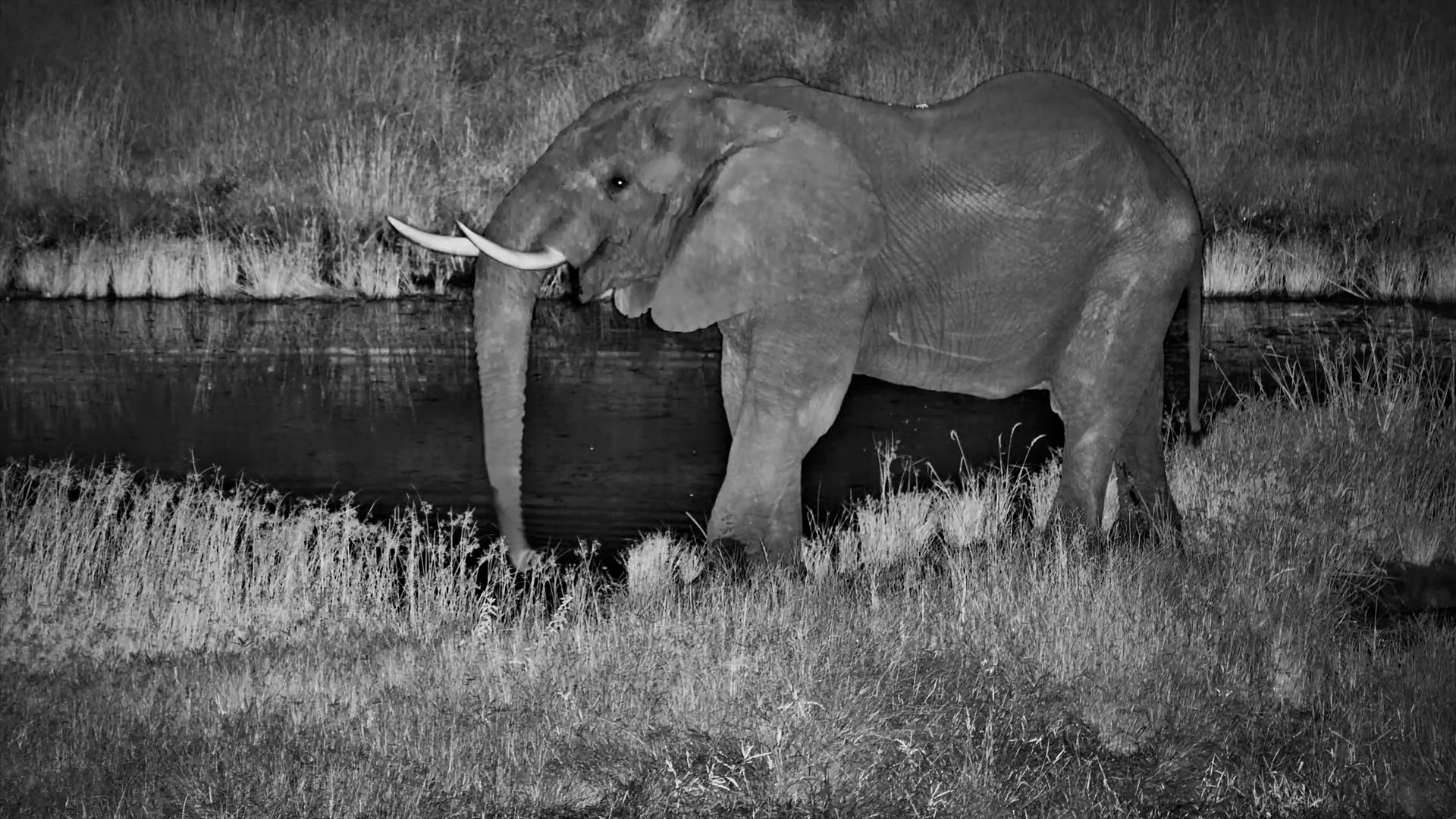 Elephants Enjoy a Calm Drink at Camelthorn