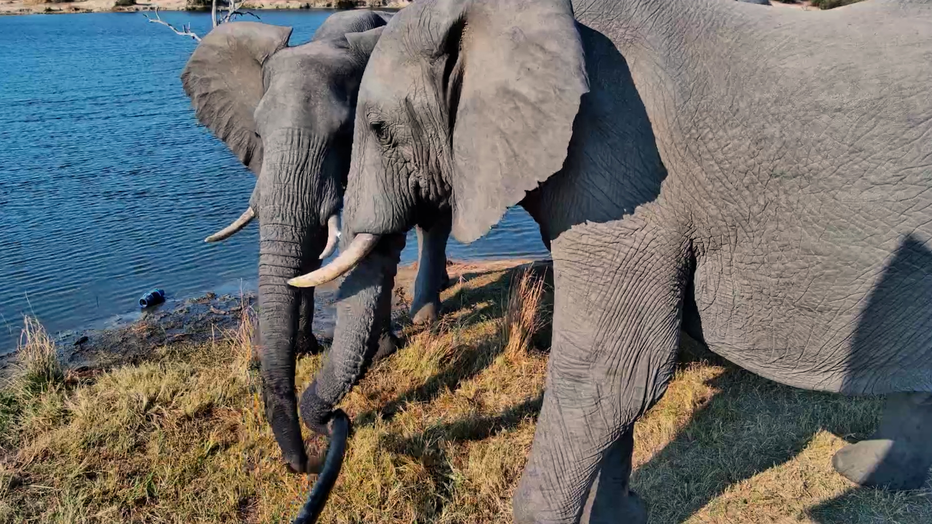 Give an Elephant a Water Pipe...