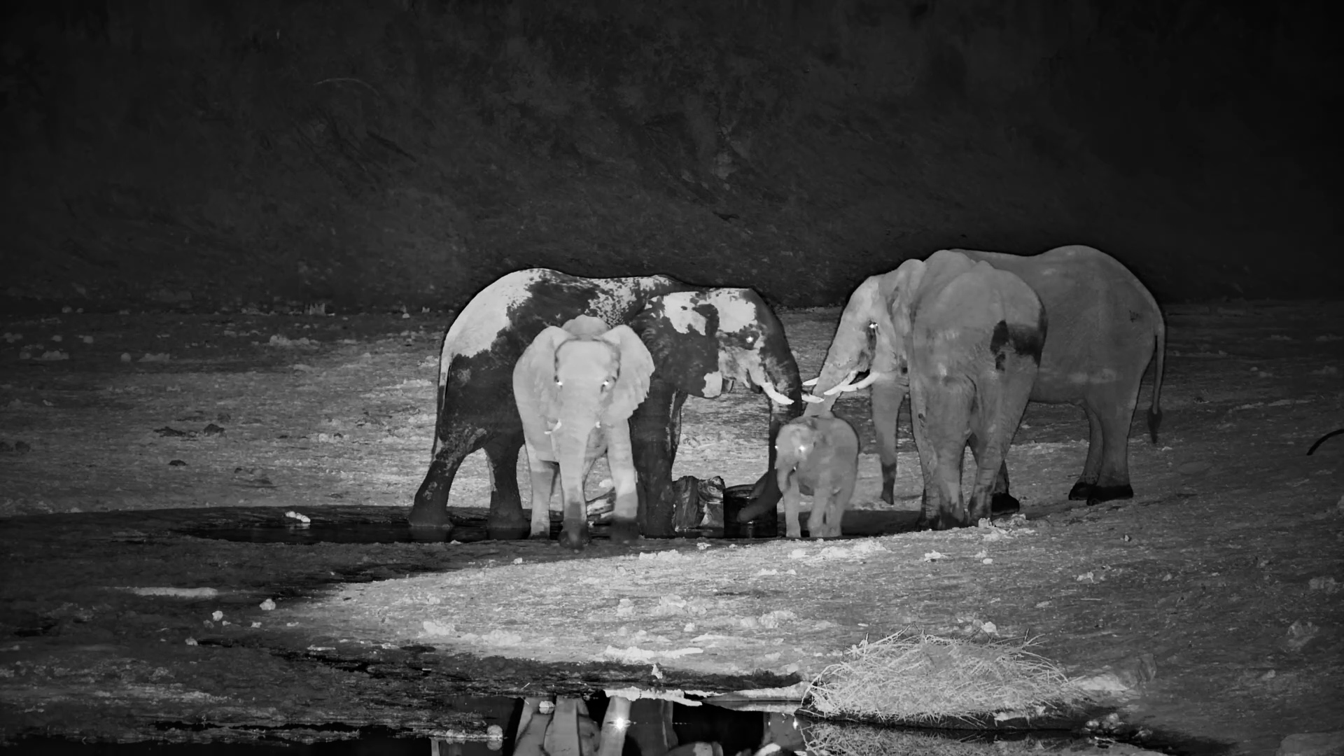 Elephants Drink from the Well at Meno a Kwena