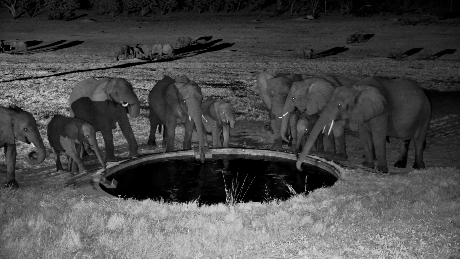 Elephants Spread Across Hwange Like Moving Hills