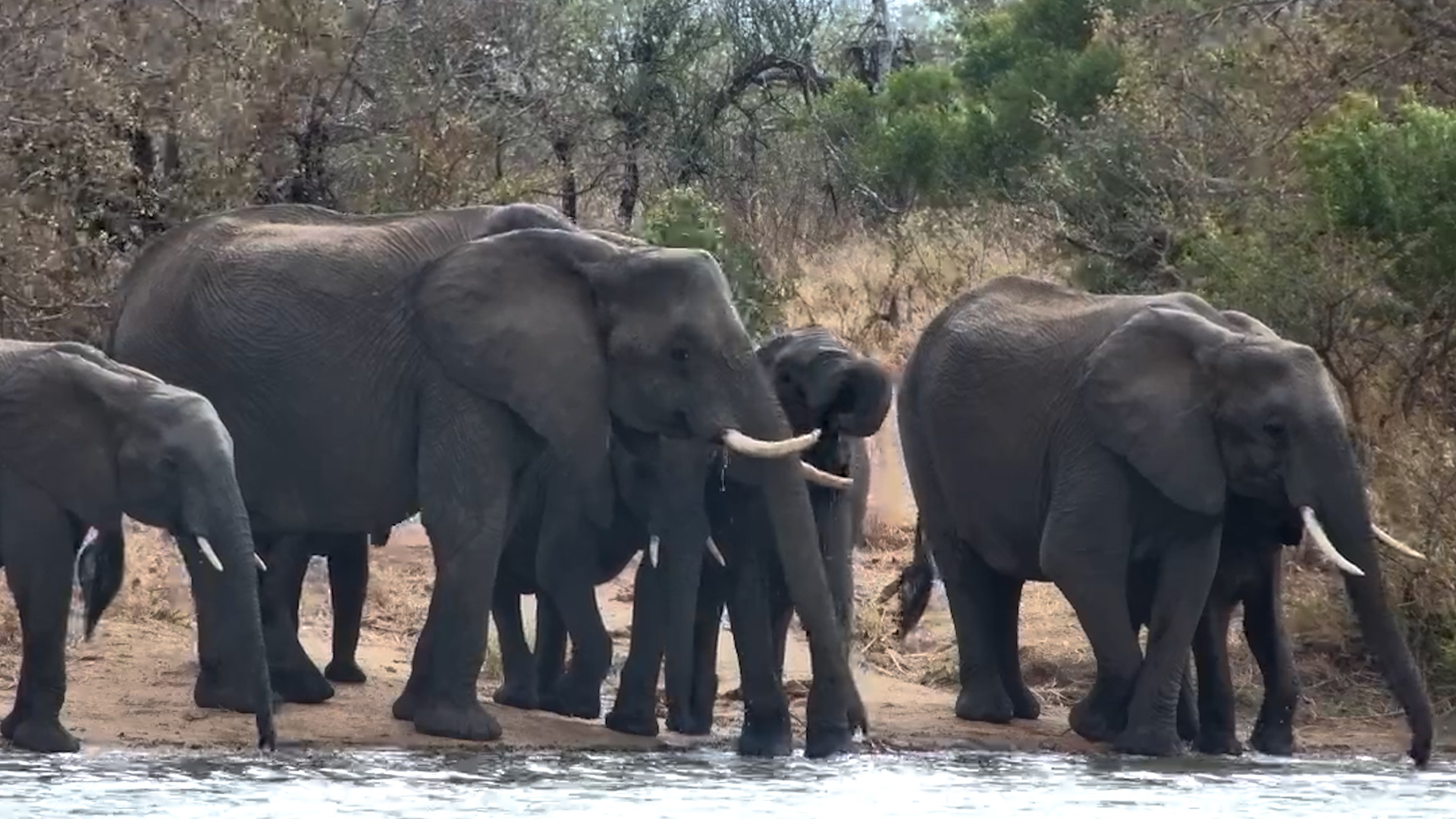 A Blustery Waterhole Visit for the Elephants
