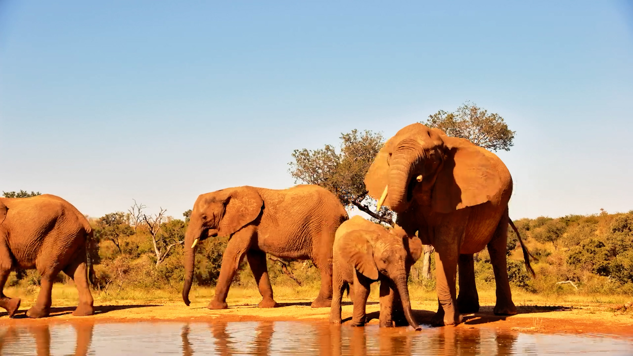 Herd Hydration Break