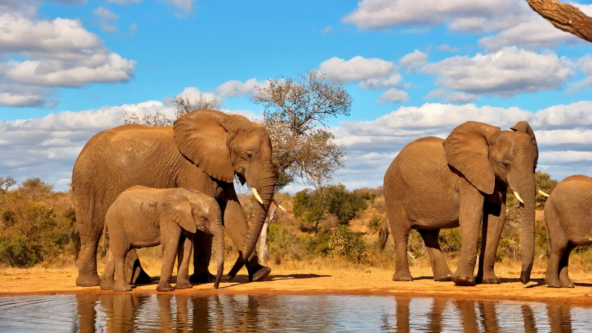 The Waterhole Fills Up With Elephants and Calves
