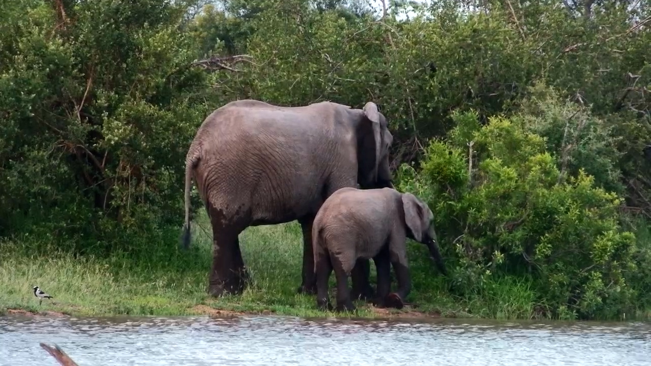Elephants Cool Off Before Moving Off Into the Bush