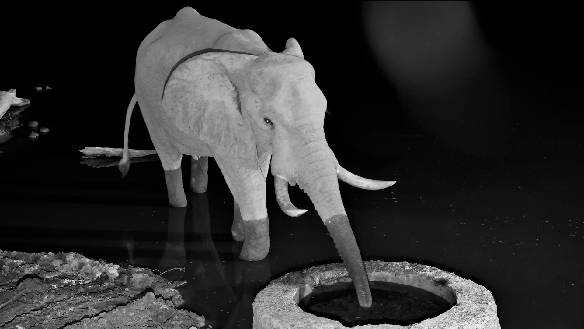 A Lone Elephant Stops for a Drink at the Well
