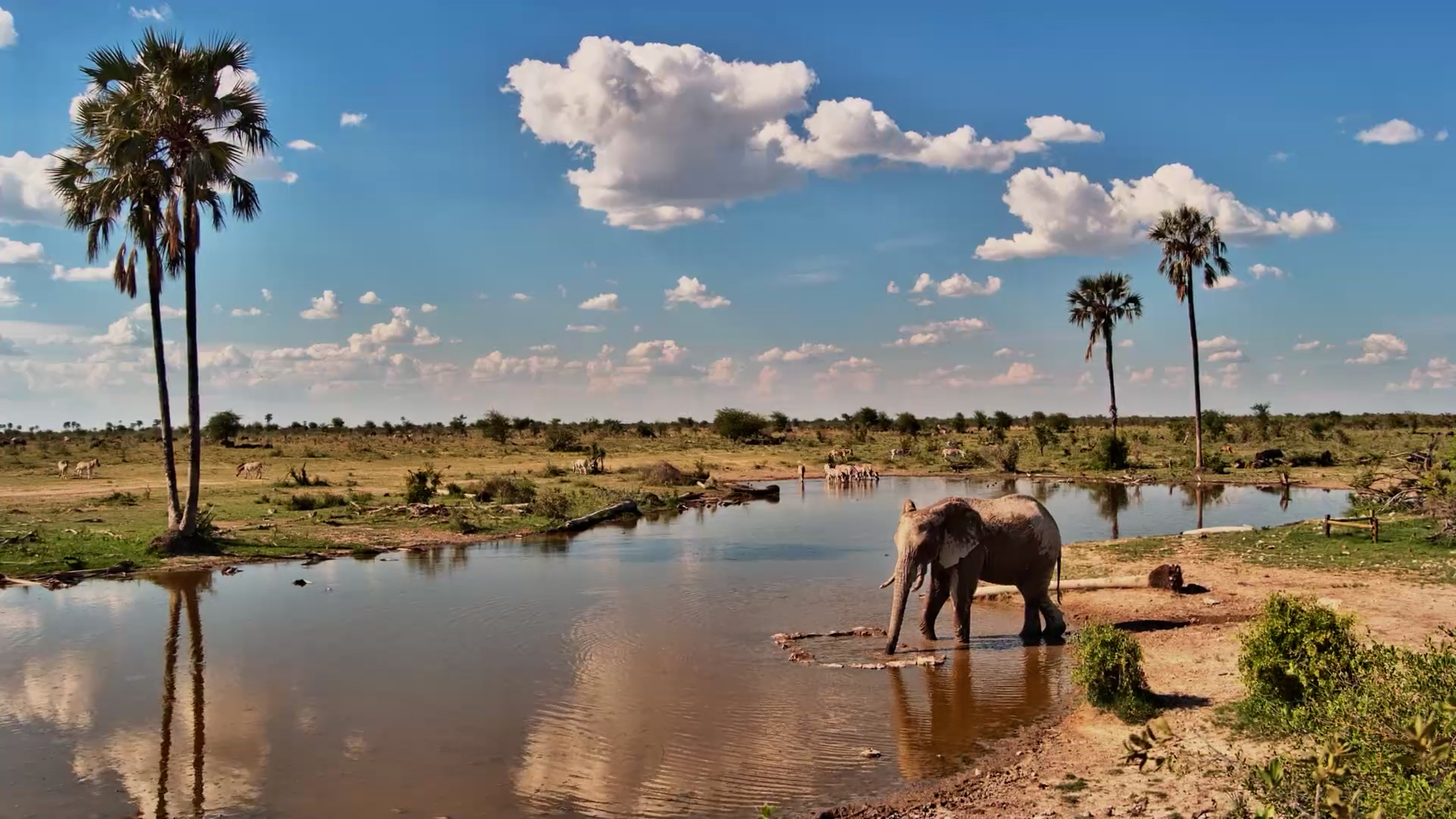 Lone Elephant Drinks Amidst Palms & Clouds