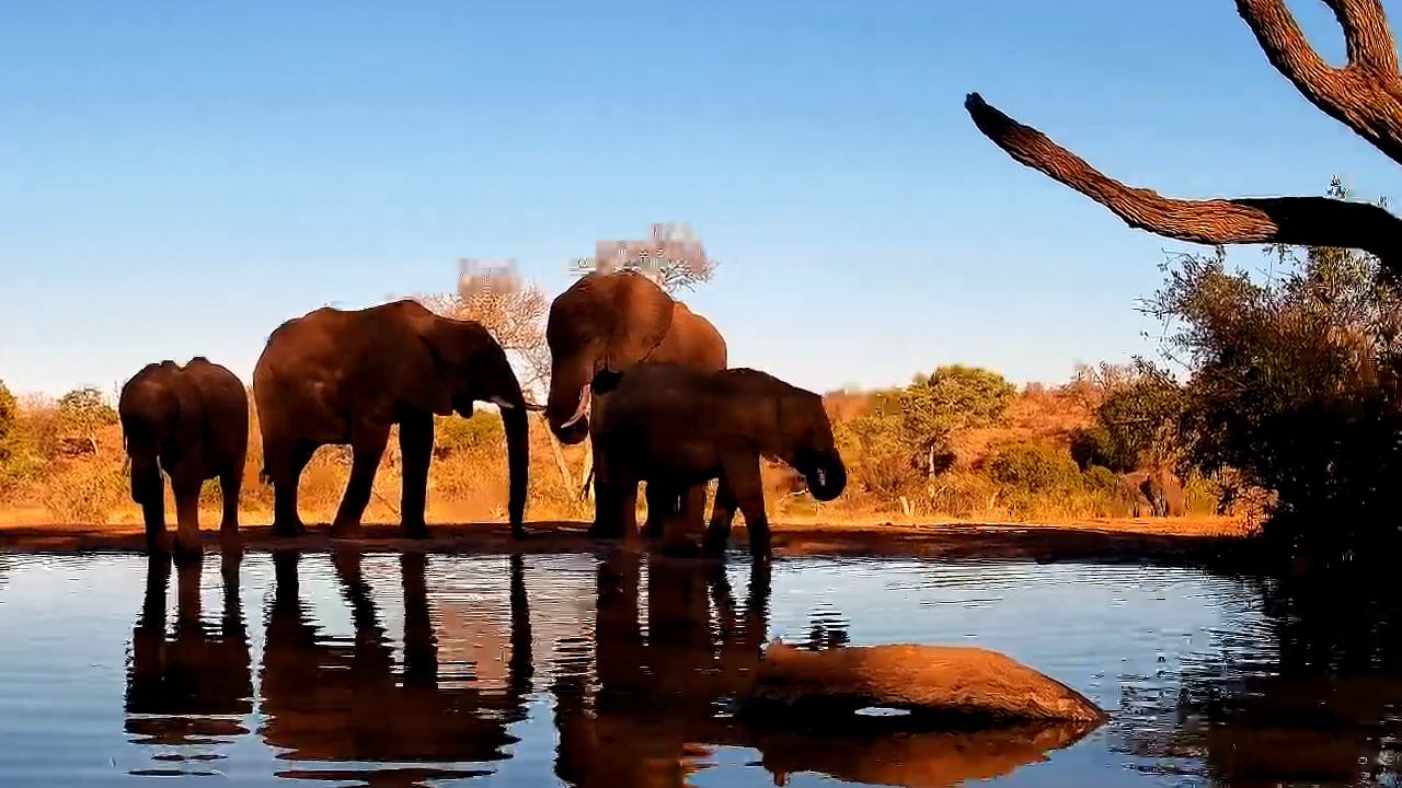 Elephant Family Drinks at Kings Camp | Adorable Calf in Tow